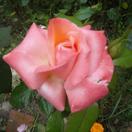 Couette-café D'hôtes Des Grands Prés