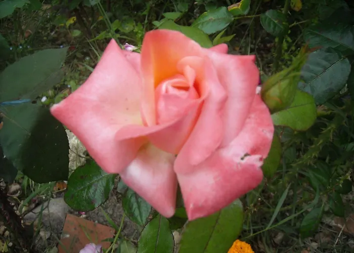 Bed and breakfast D'hotes Des Grands Pres